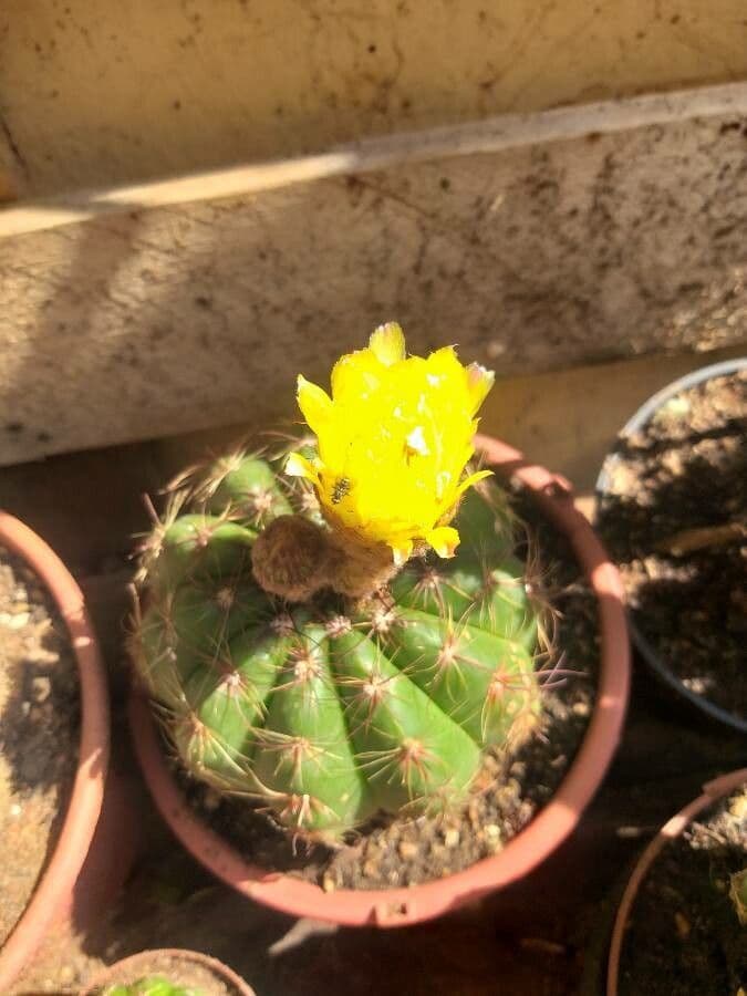 Parodia 4