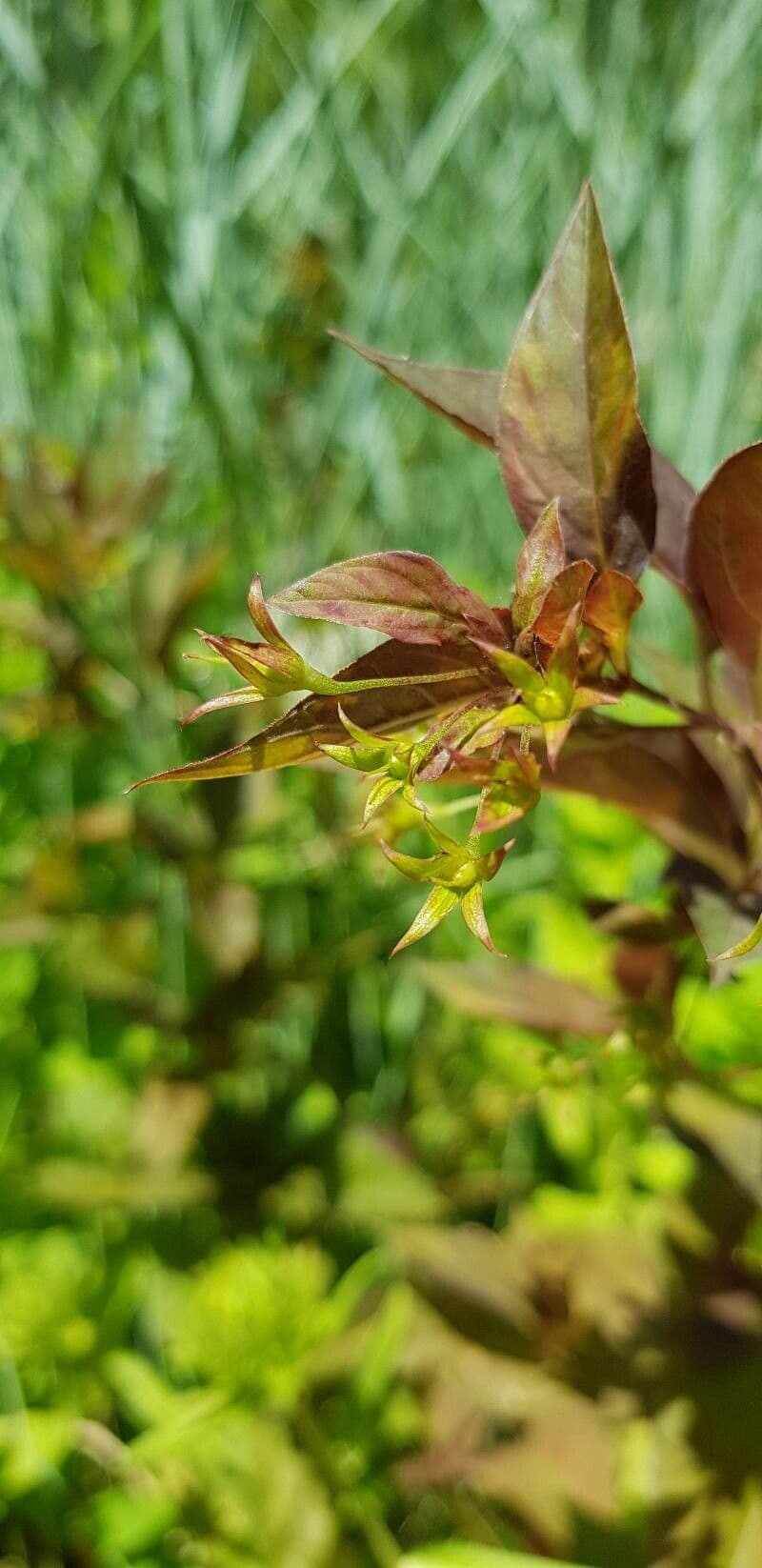 Lisimachia ciliata 4