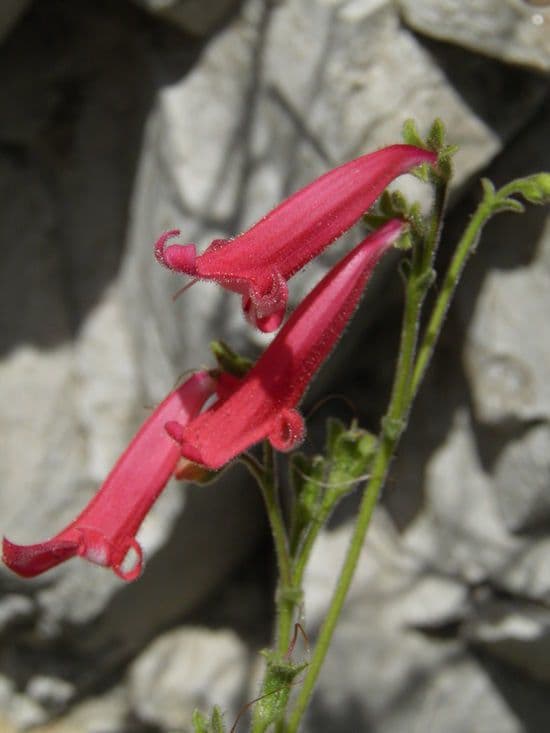 Penstemon borylistý 2