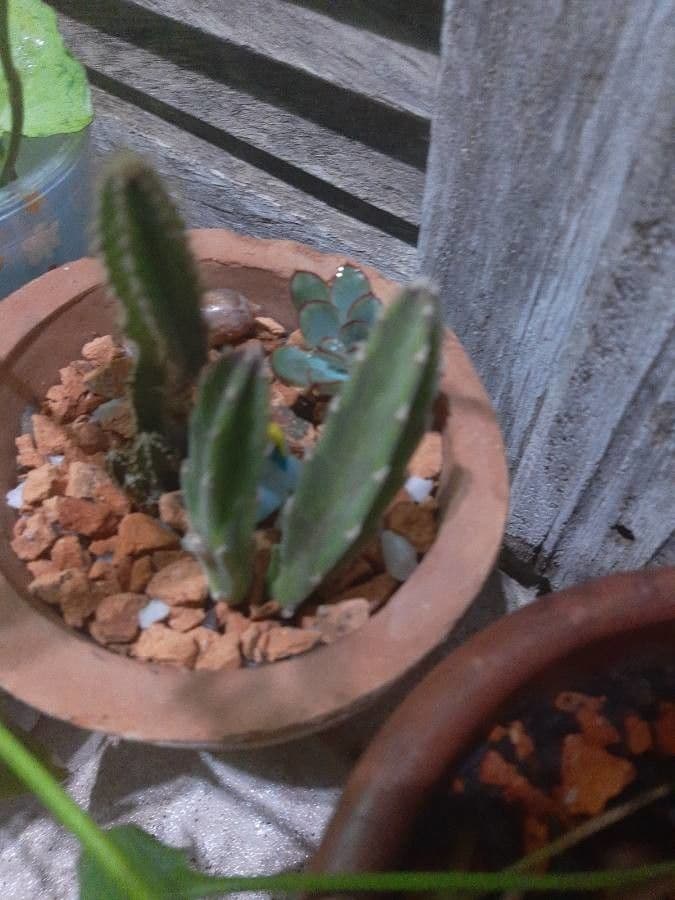 Stapelia gigantea 4