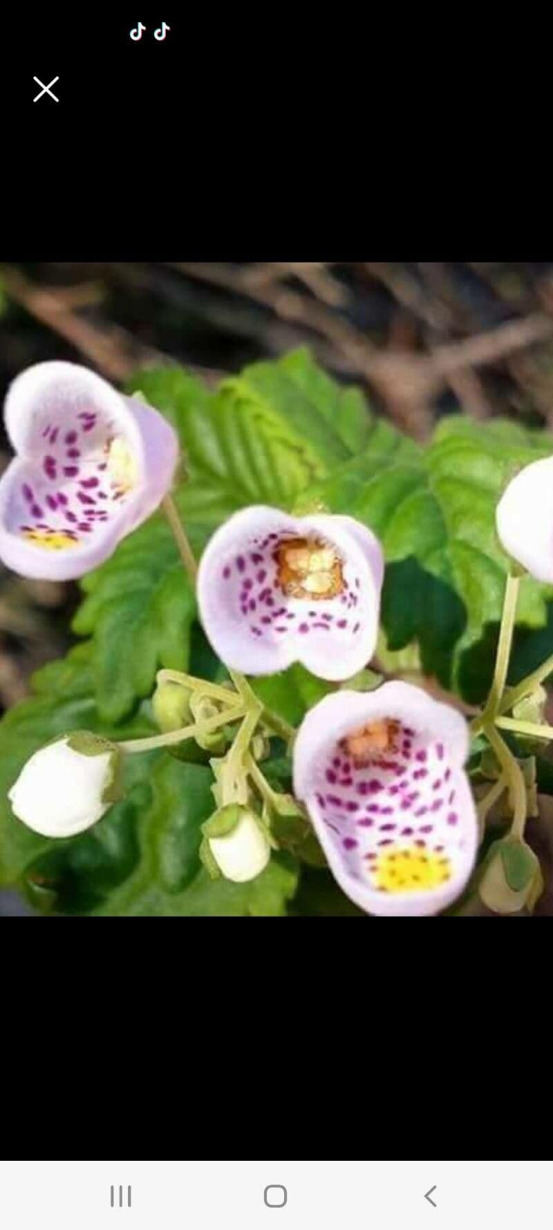 Jovellana 3