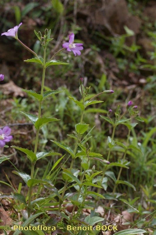 Epilobium 10