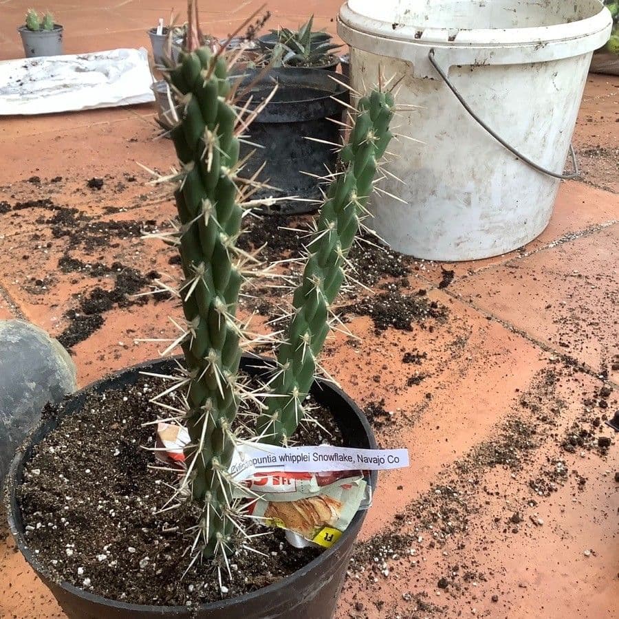 Whippels Cholla 8