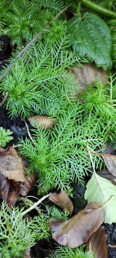 Erba scopina 18