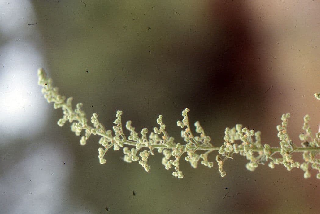 Chenopodio 5