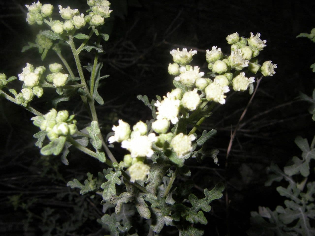 Parthenium incanum 4