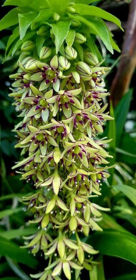 Eucomis 9