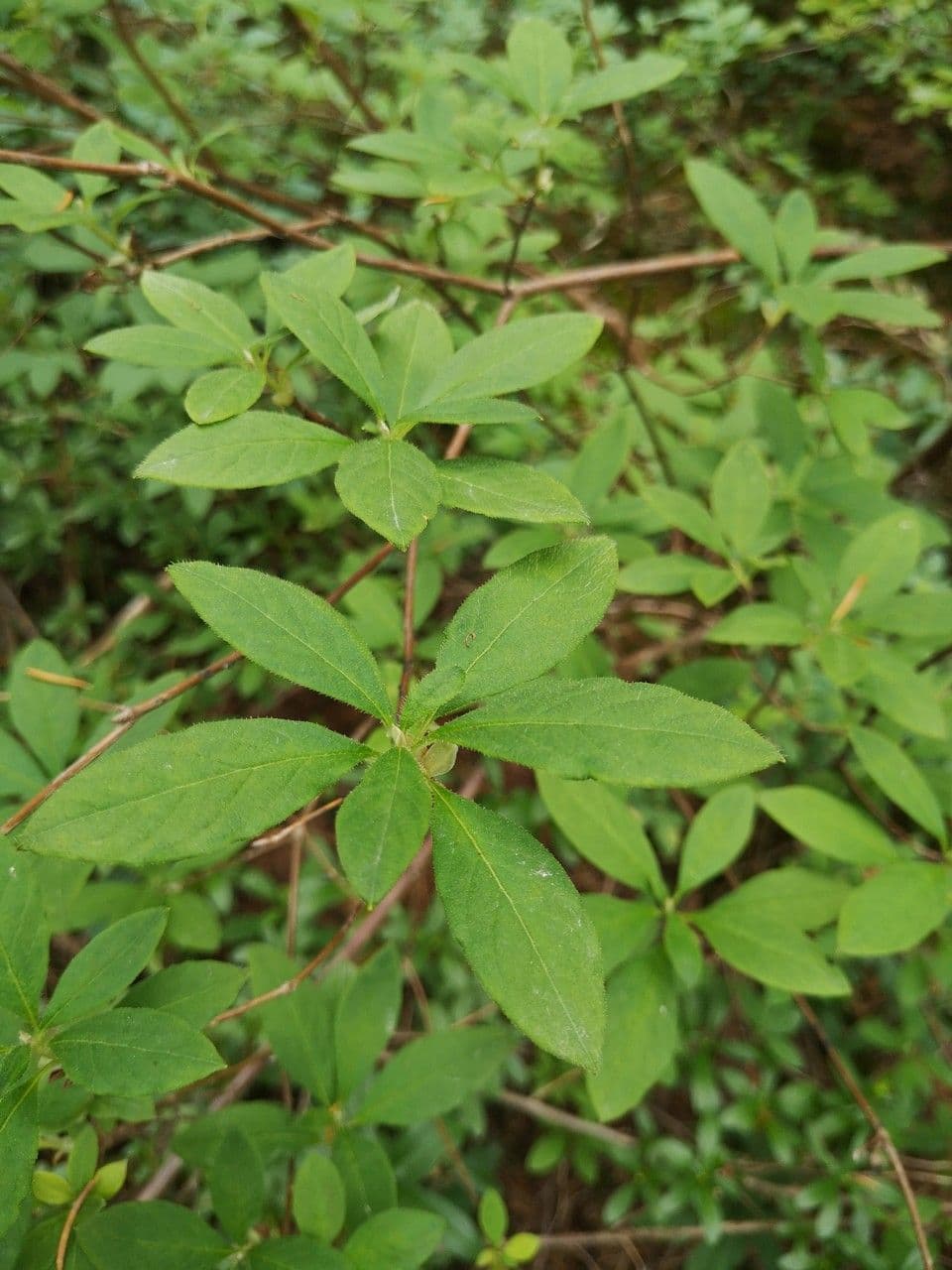 Menziesia 10