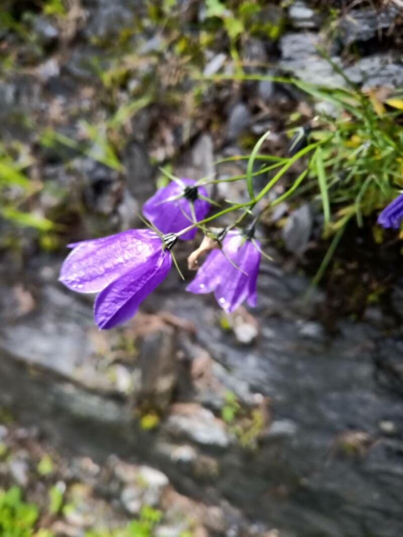 Campanula