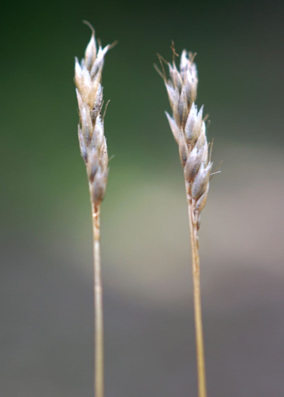 Mibora minima 6