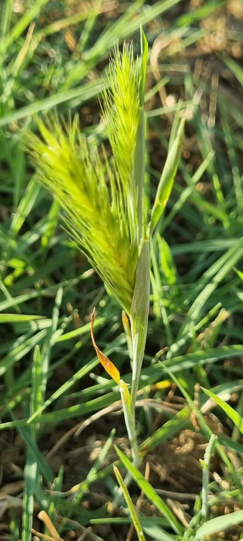 Orzo piccolo 11
