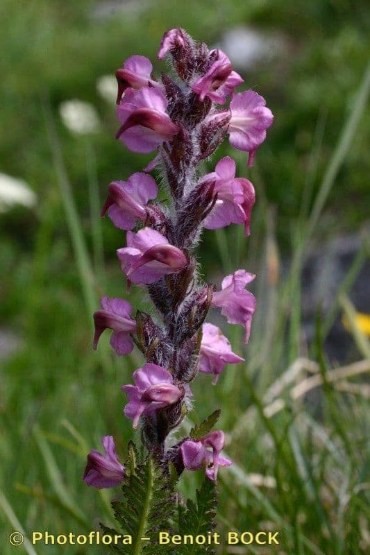 Pedicularis rostratospicata 18