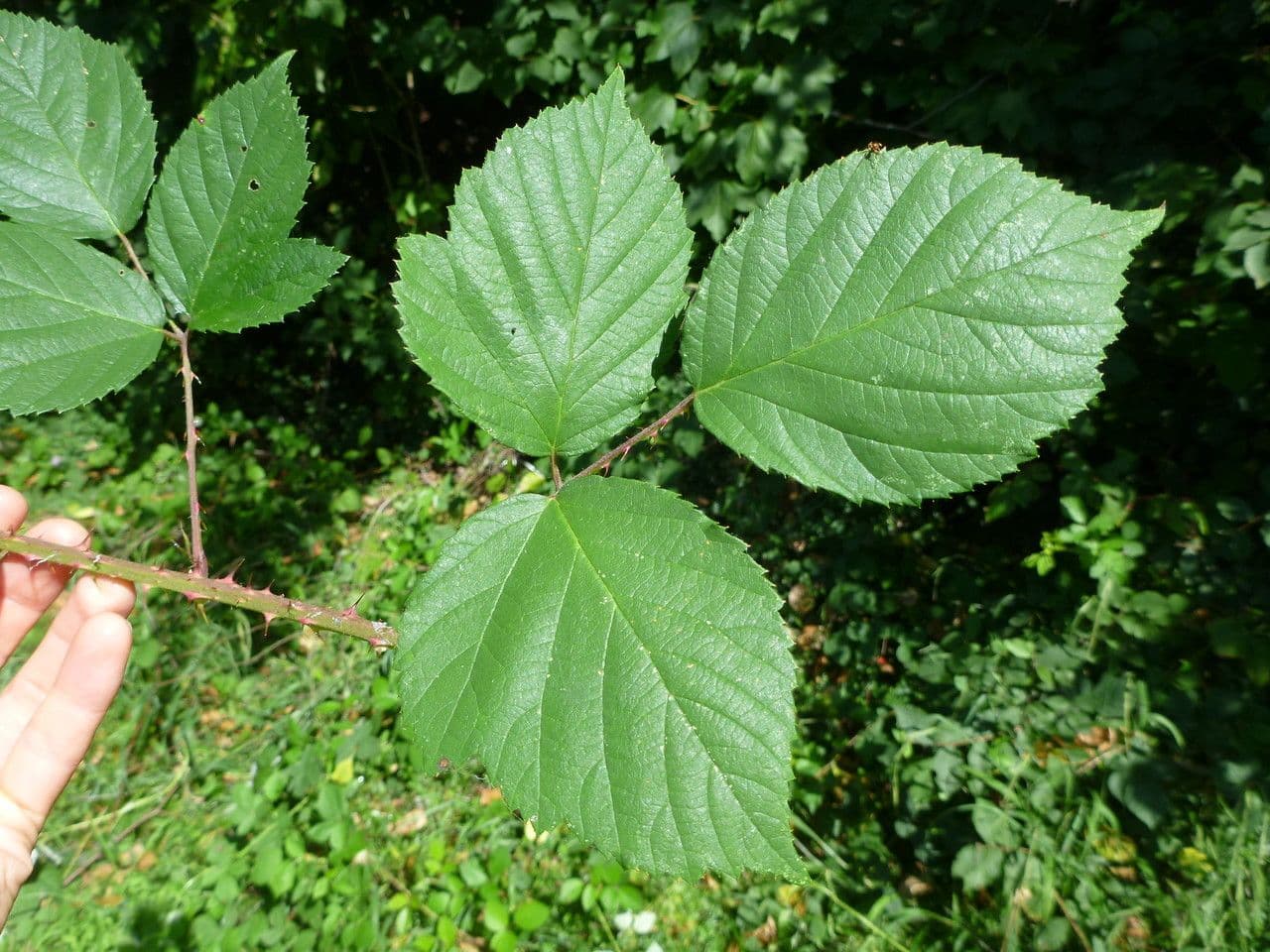 Rovo 6
