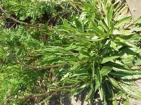 Graue Distel 8