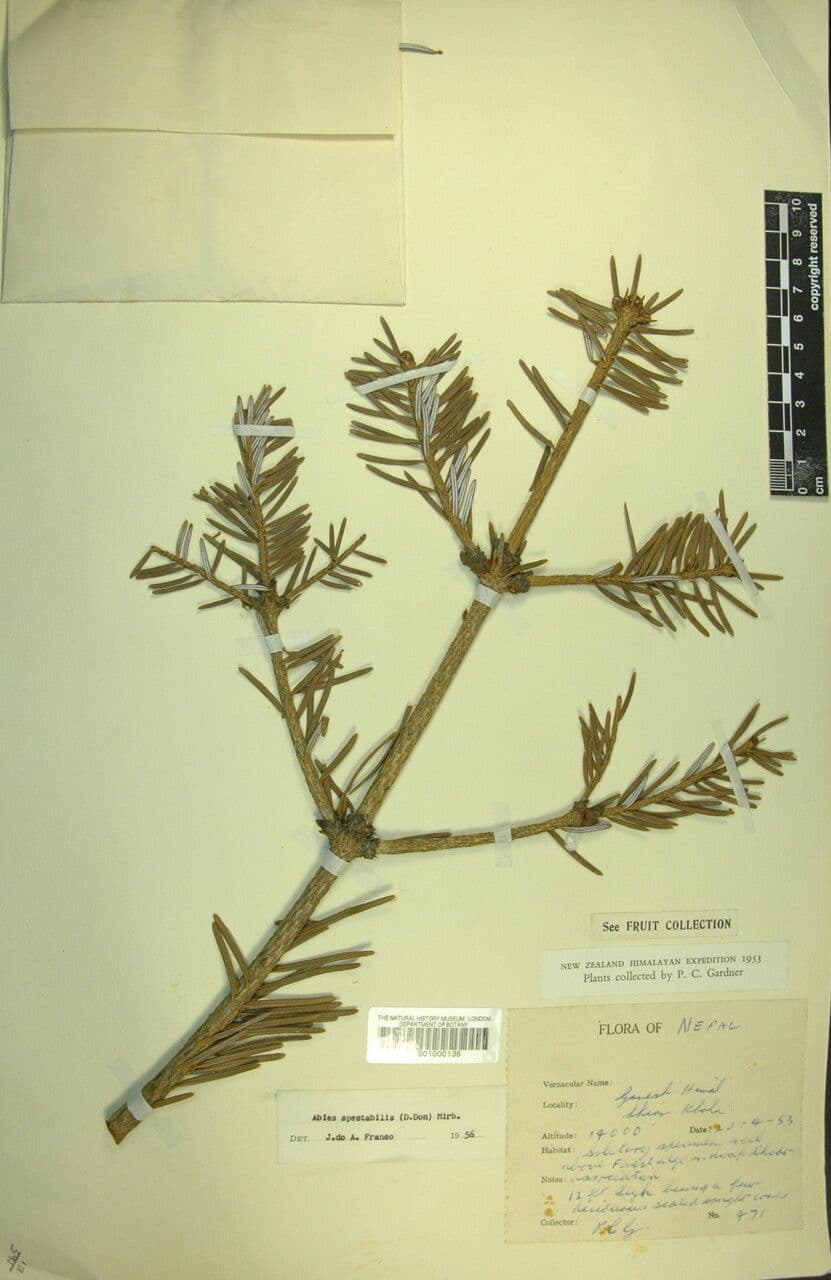 Abete dell'Himalaya 16