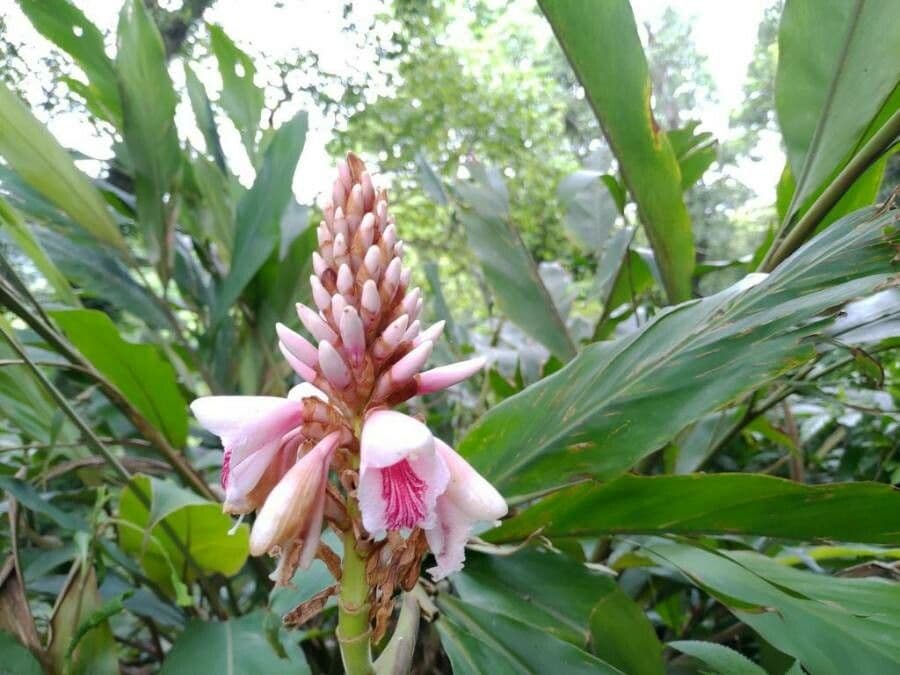 Alpinia 2