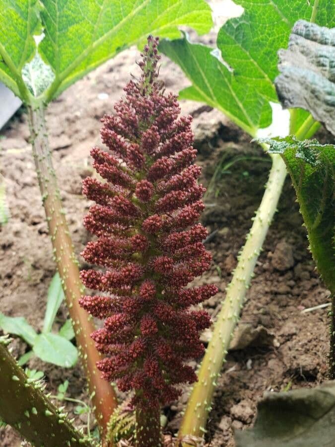 Gunnera tinctoria 29