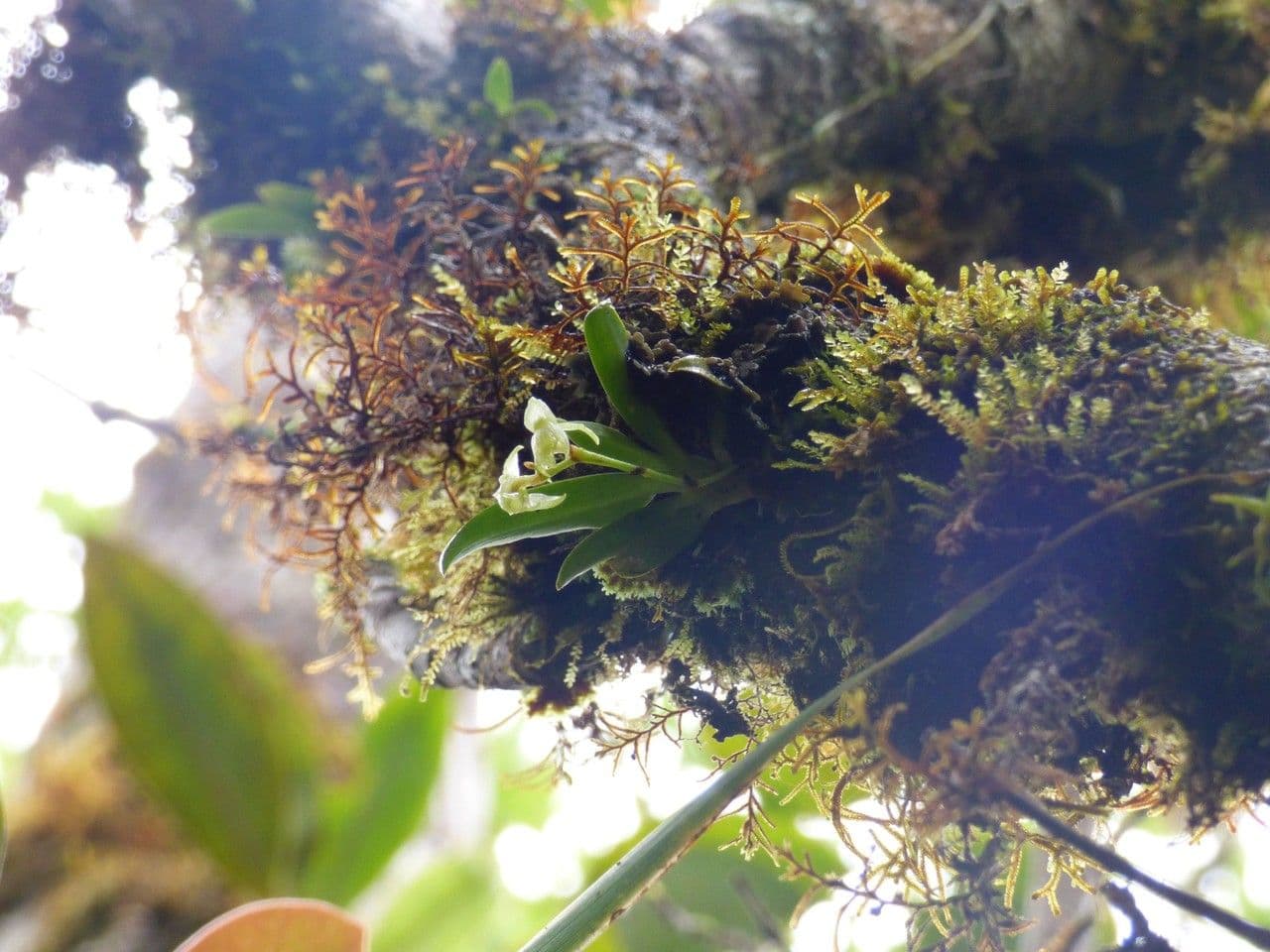 Angraecum 6