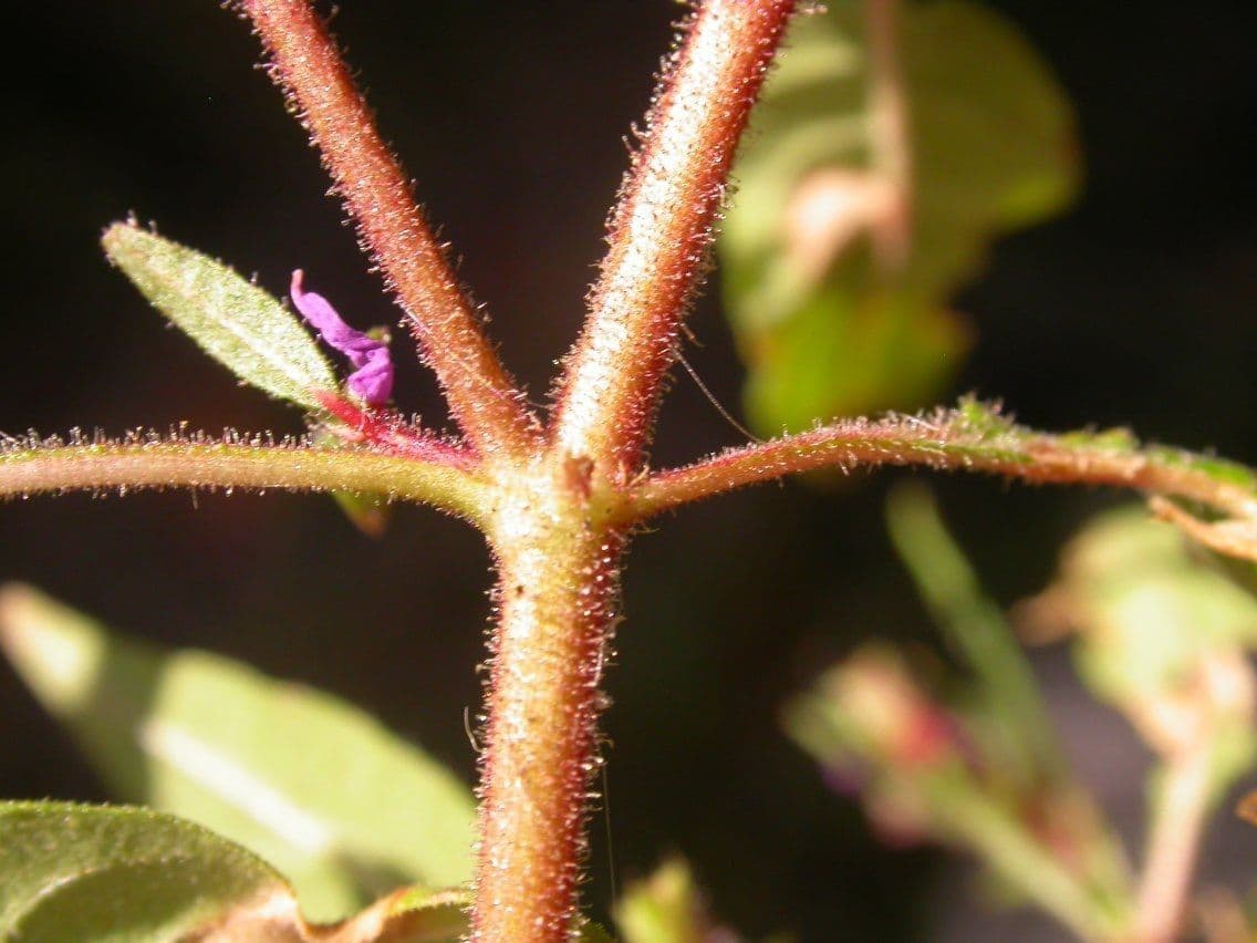 Cuphea viscosissima 16