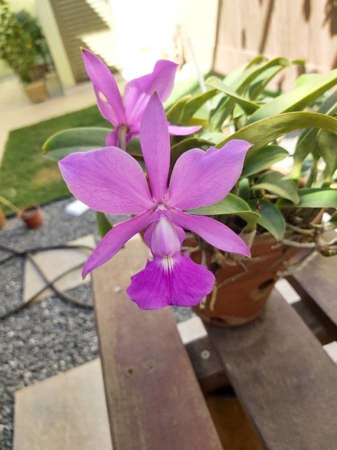 Cattleya di Walker 3