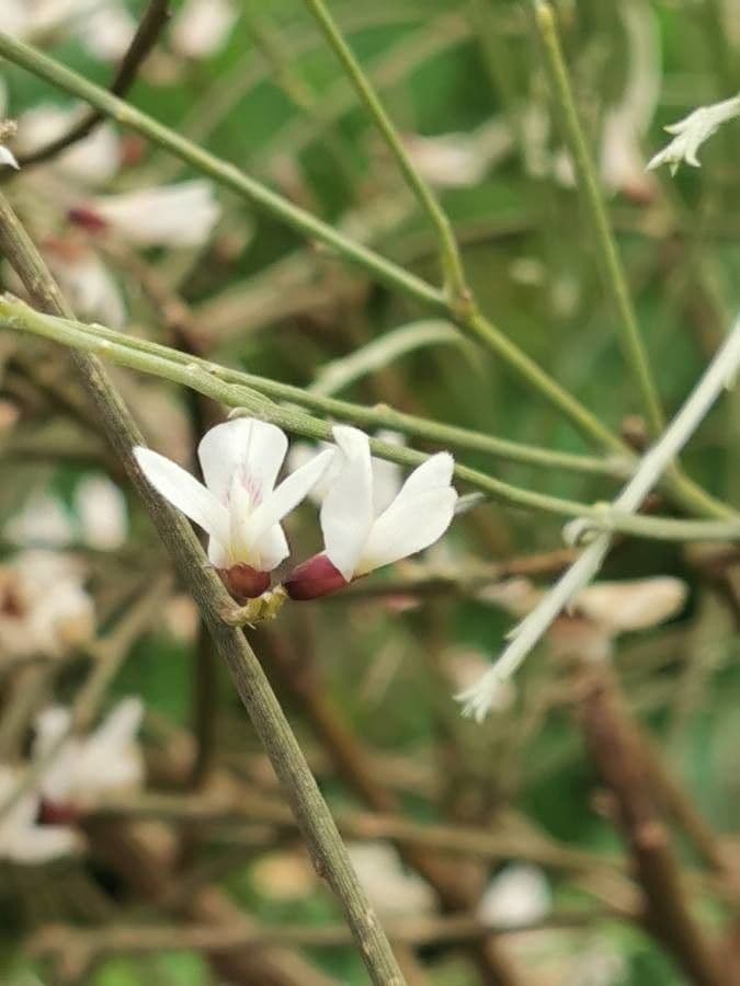 Rhamnus 8