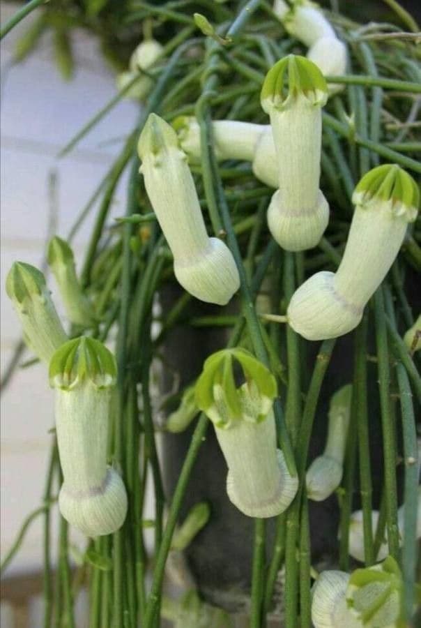 Ceropegia 4