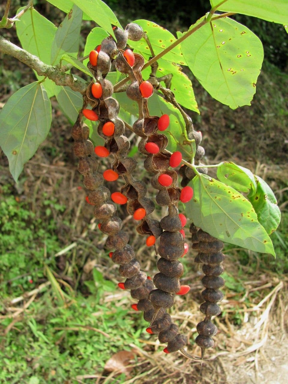 Erythrina 7