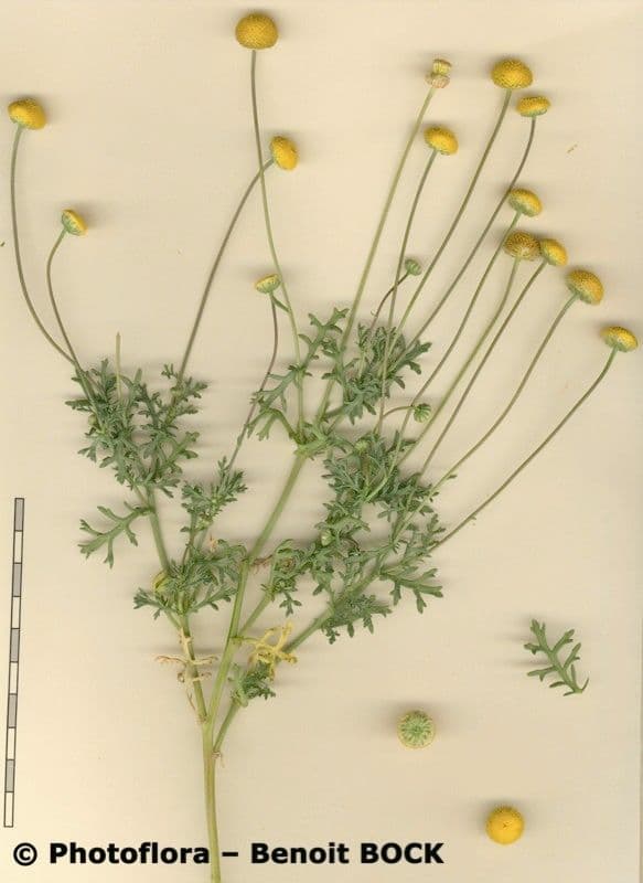 Camomilla dorata
