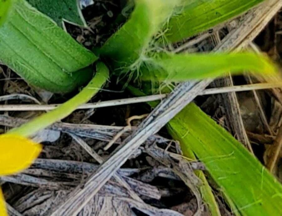 Hypoxis 10