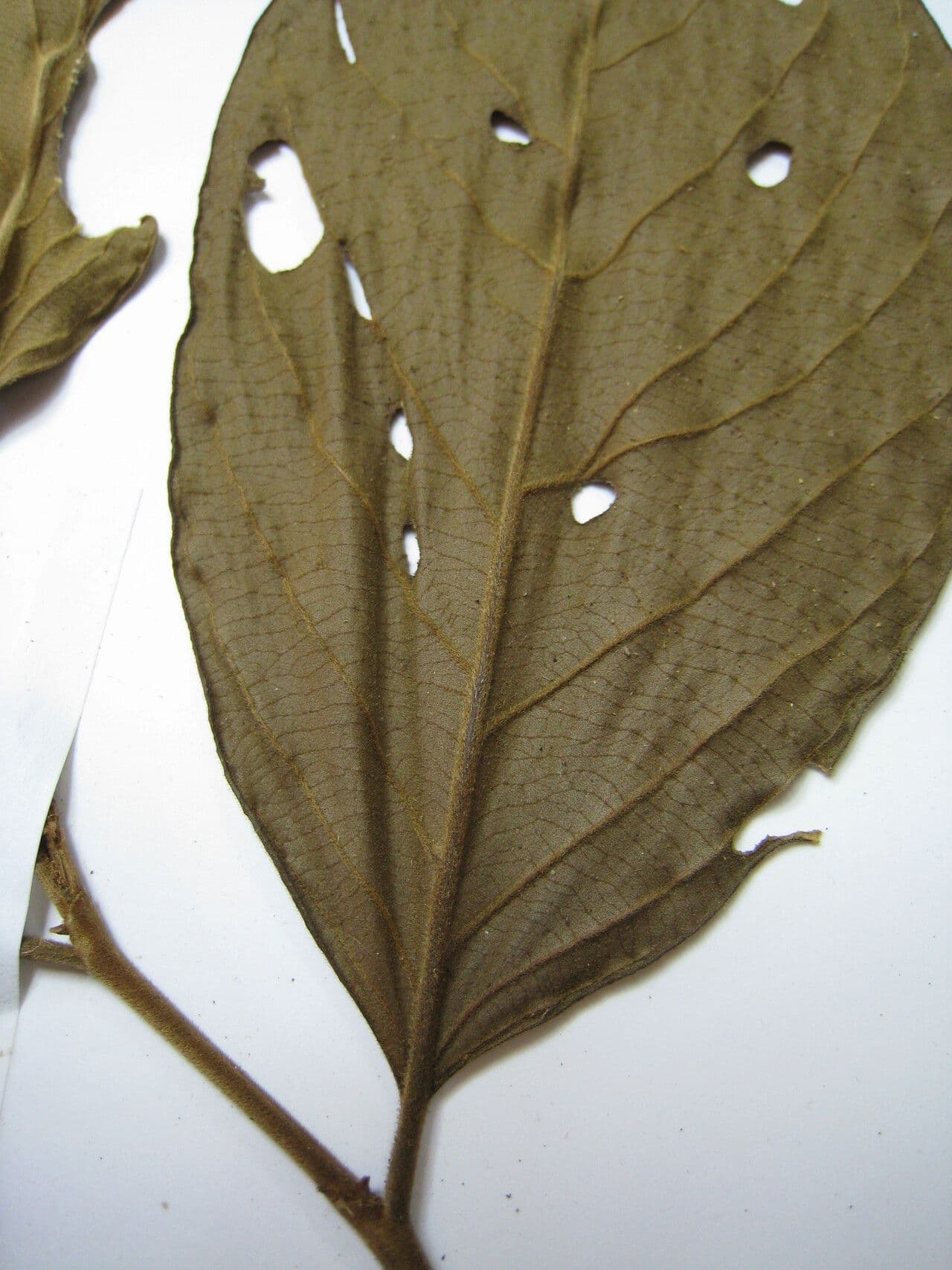 Lacistema grandifolium 14