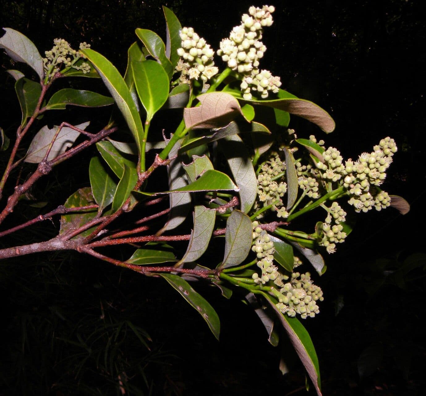 Geobalanus Riverae 3
