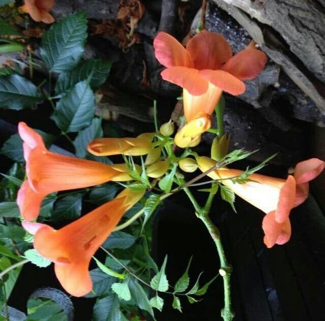 Bignonia cinese 9