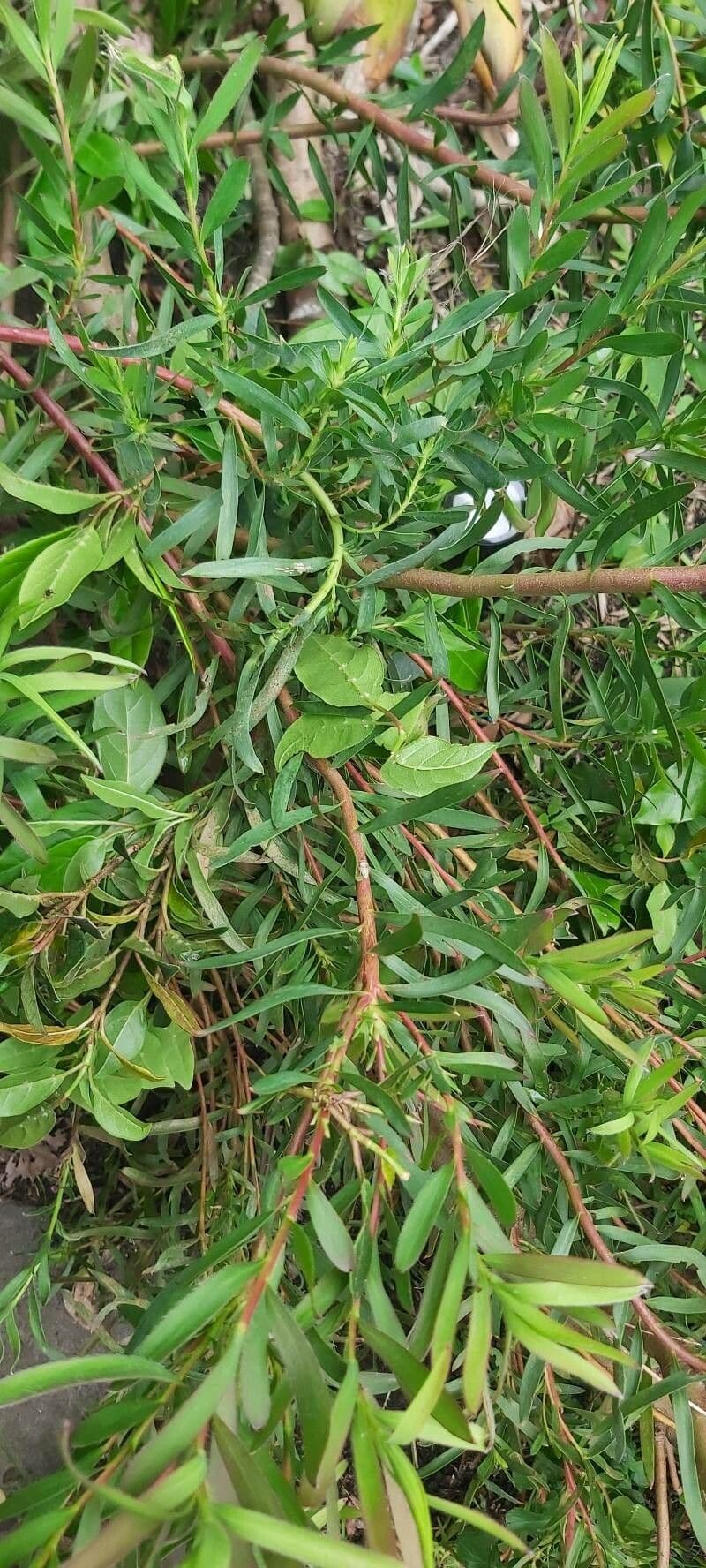 Leucadendron 17
