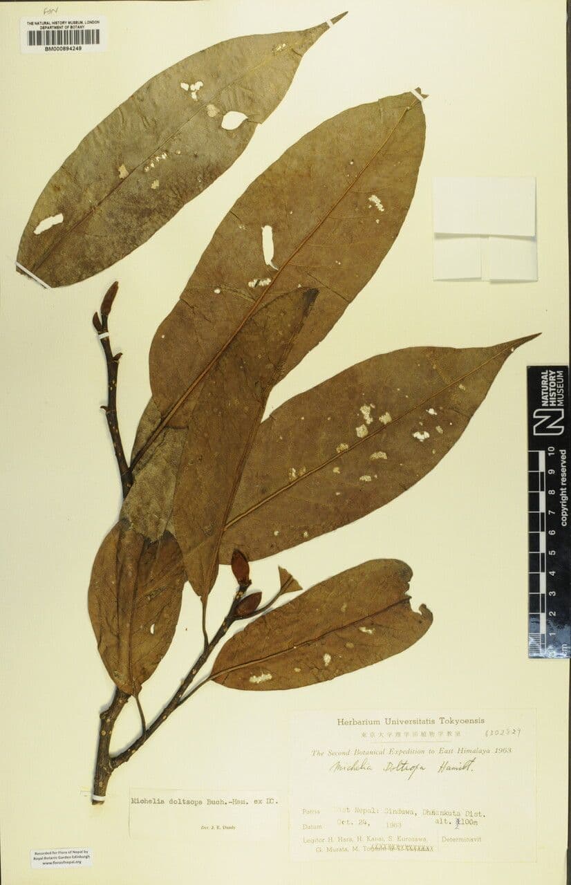 Magnolia 7