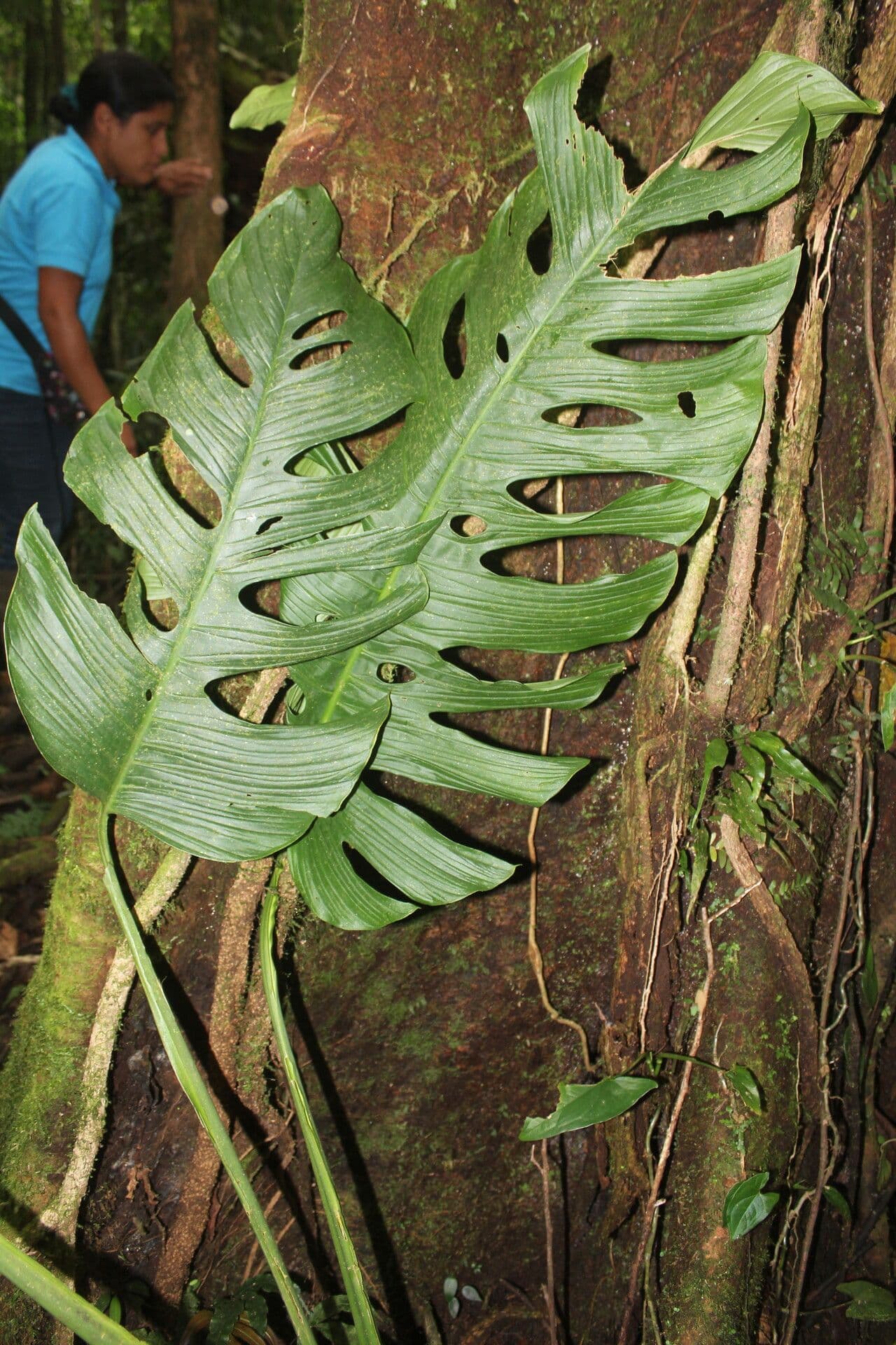 Berg-Monstera 6