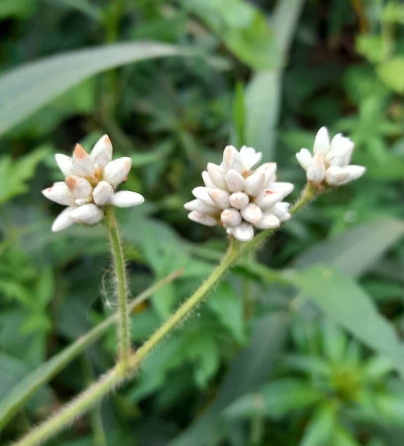 Persicaria 2