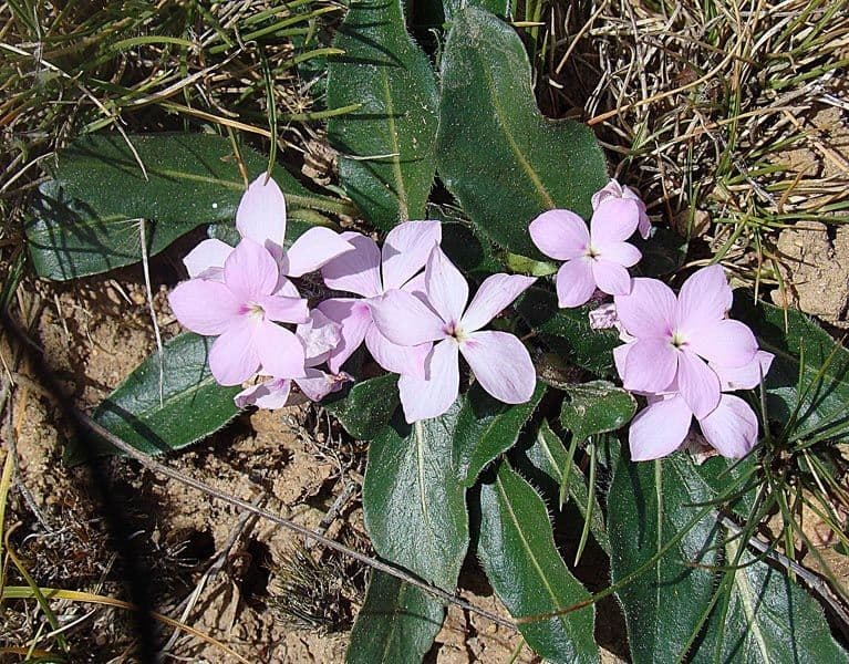 Stenandrium dulce 6
