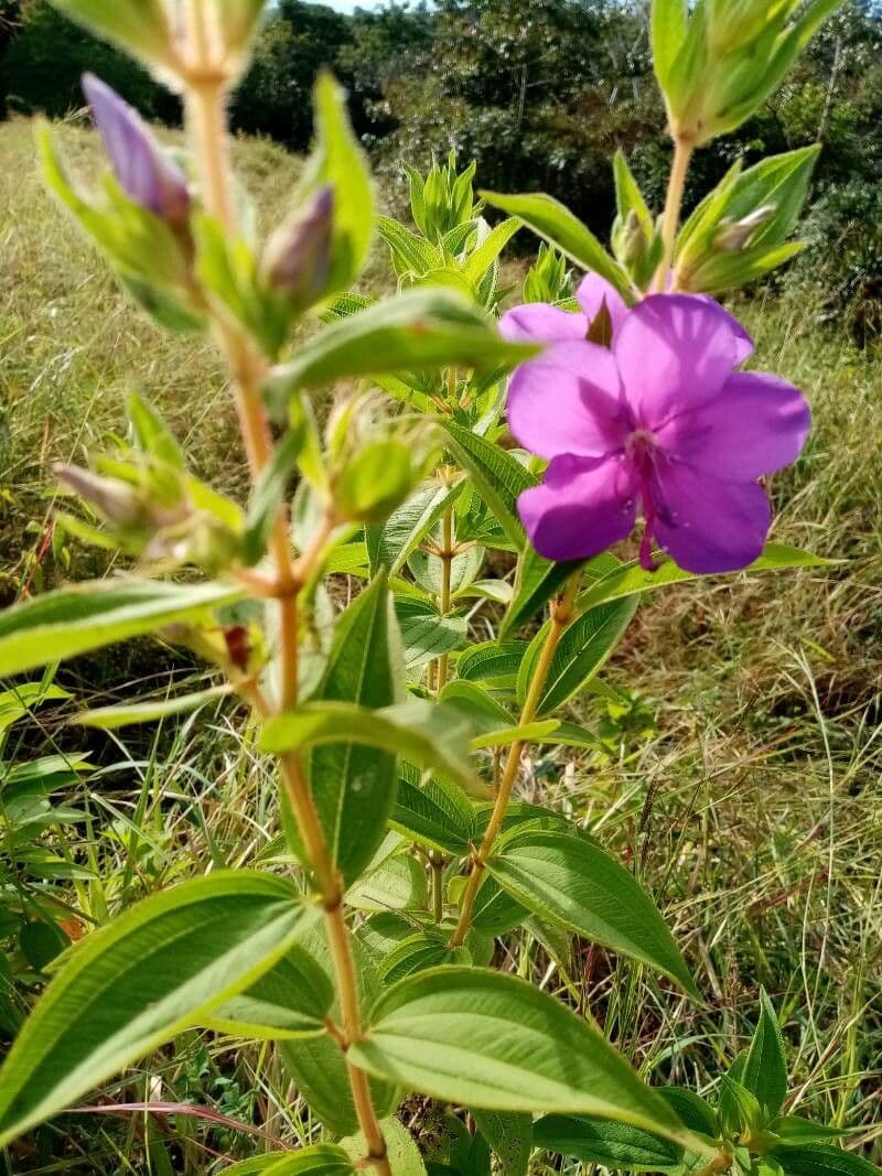 Rhynchanthera grandiflora 15