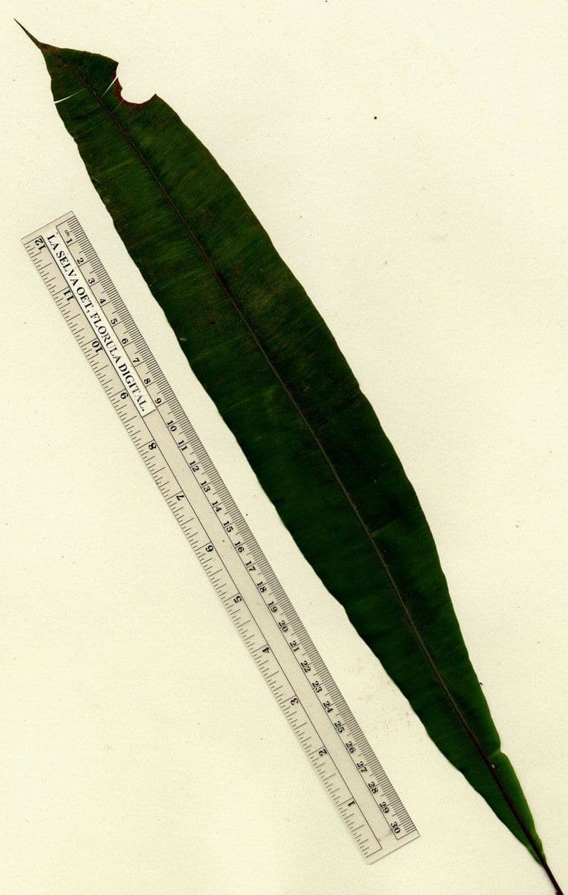 Oleandra 12