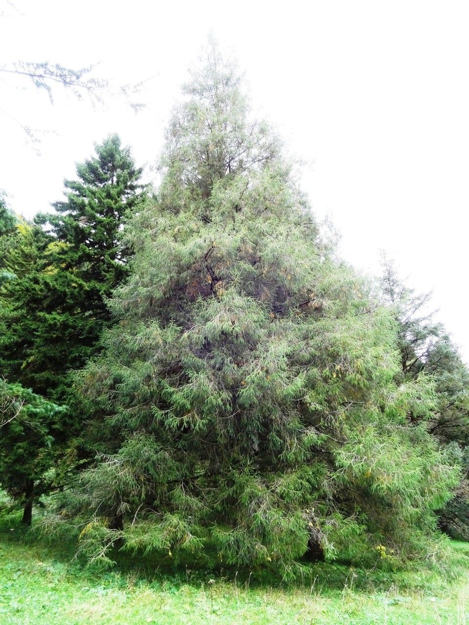 Abete brachytyla 8