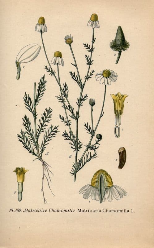 Camomilla comune 29