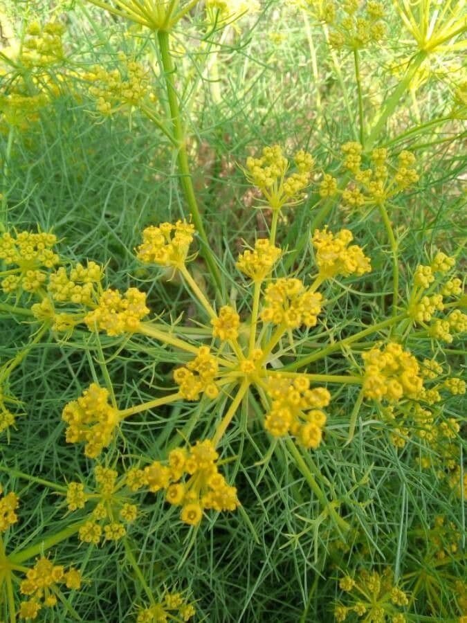 Dill 10