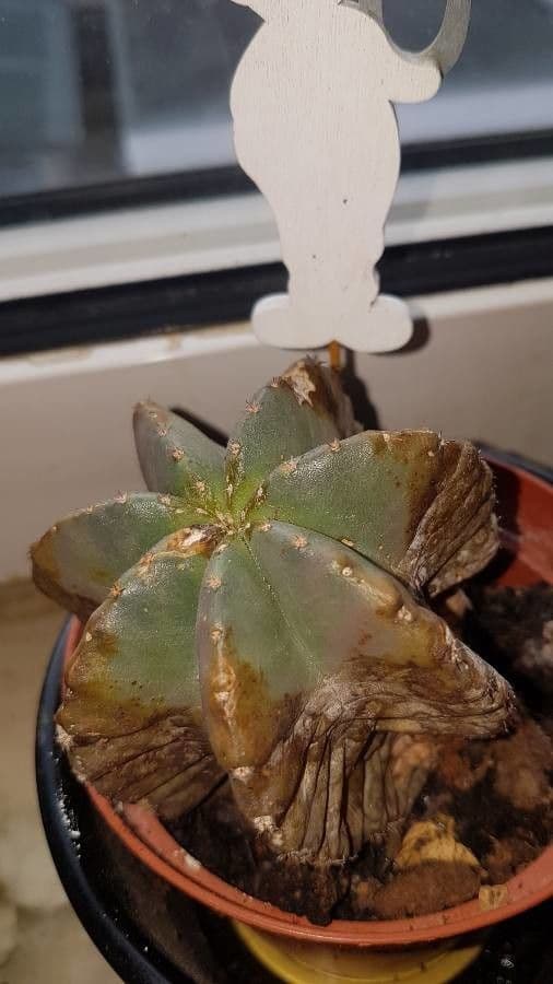 Cactus riccio 5