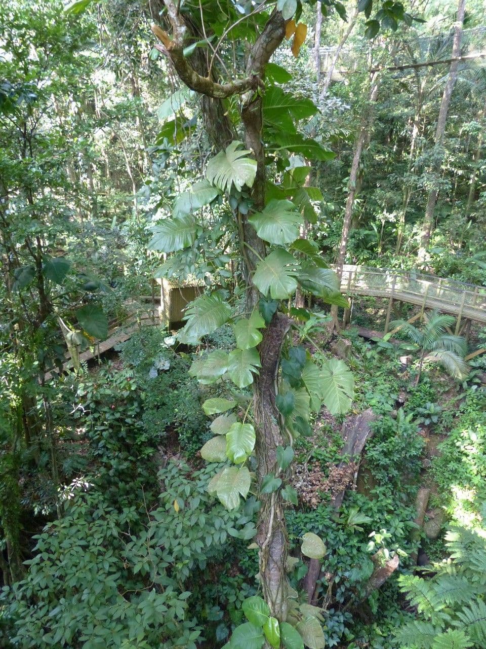 Philodendron géant 9