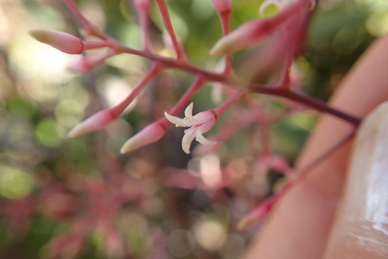 Beauprea 5