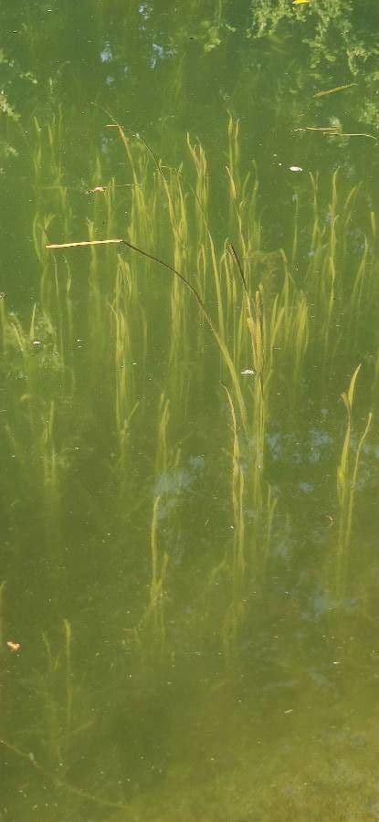 Vallisneria a spirale 13