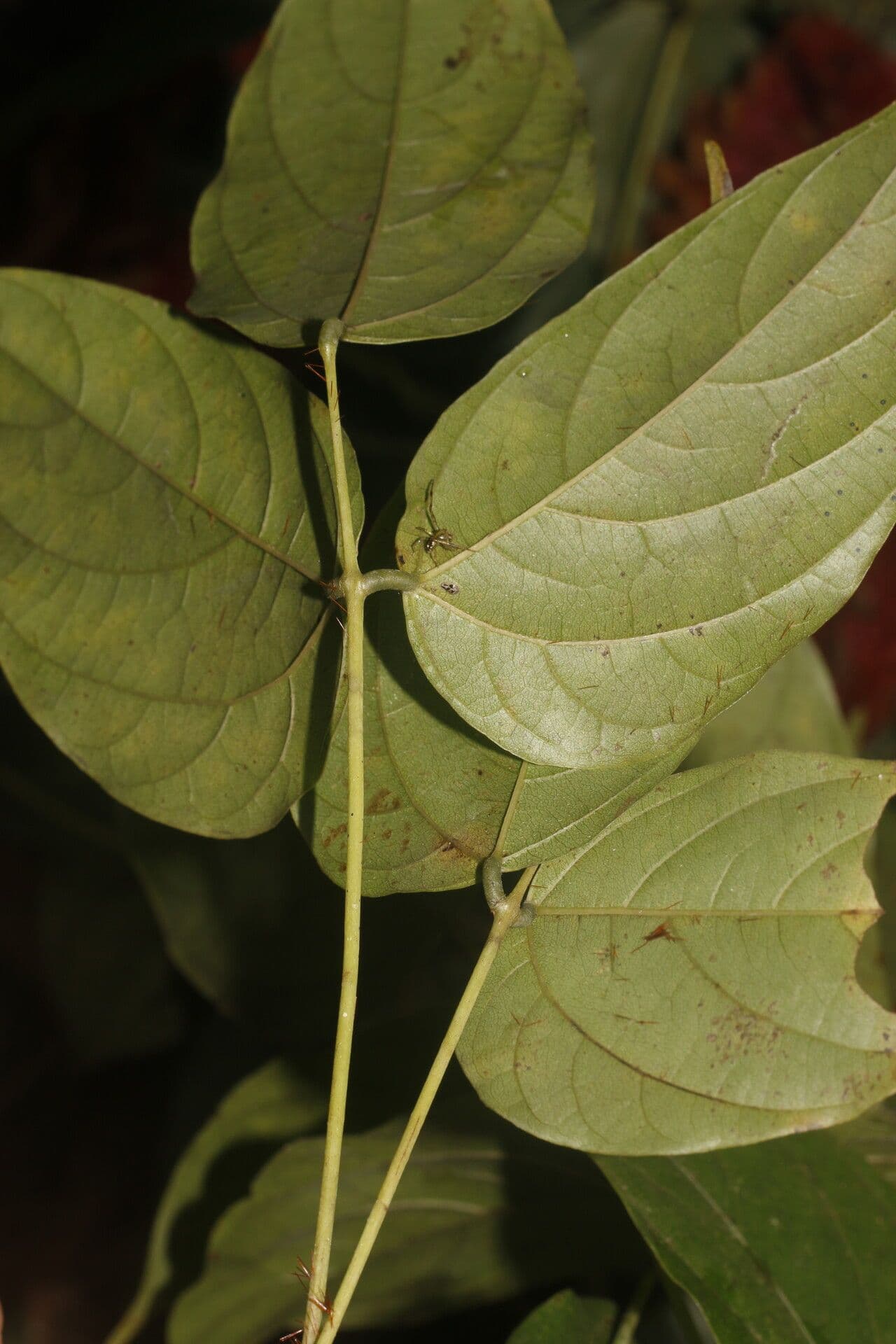 Mucuna 10