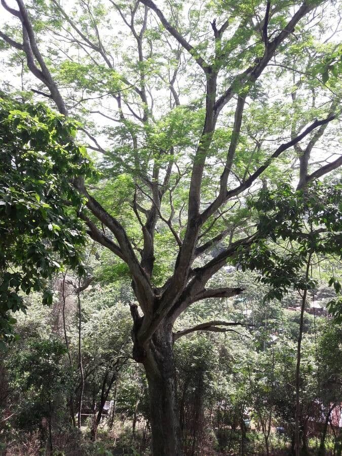 Guanacaste 21
