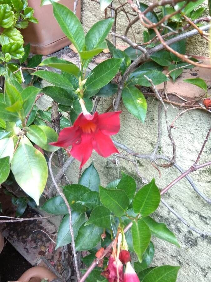 Chilenischer Jasmin 2