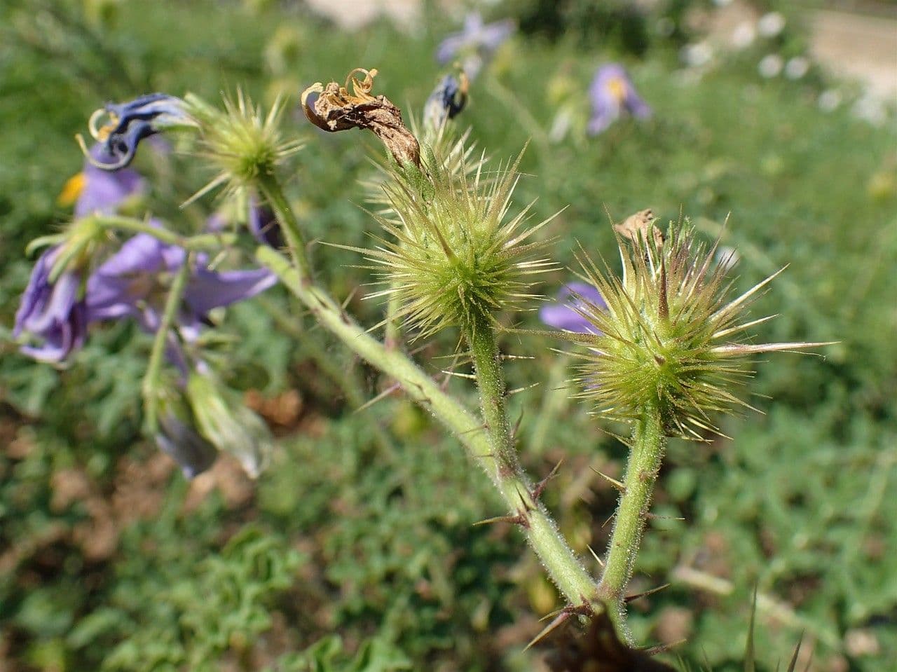 Solanum citrullifolium 9